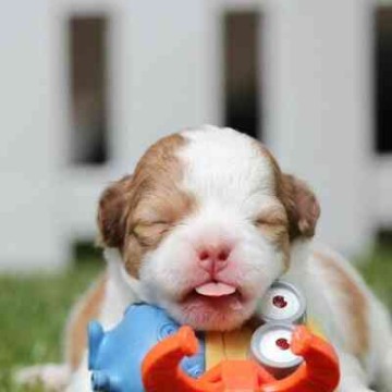 Pet care explosion: Why we're spending more on pets than children